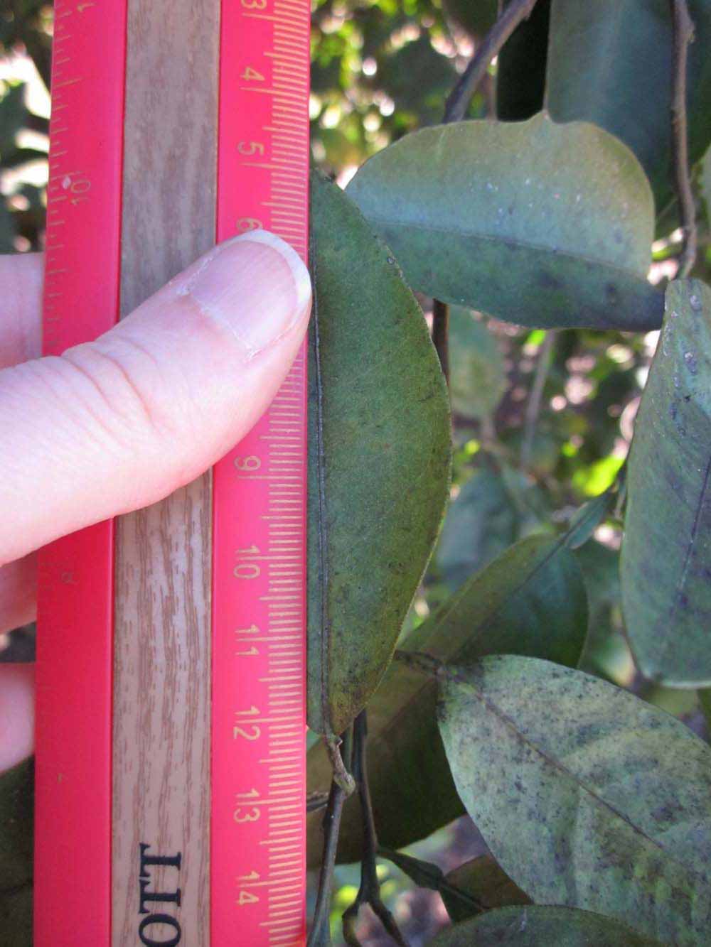              Unifoliolate leaf (Winter Haven, FL)       